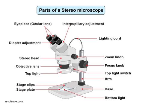 Parts of Stereo Microscope (Dissecting microscope) – labeled diagram.